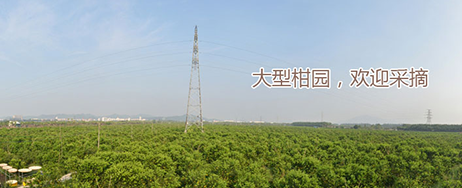 新會(huì)柑普茶廠家